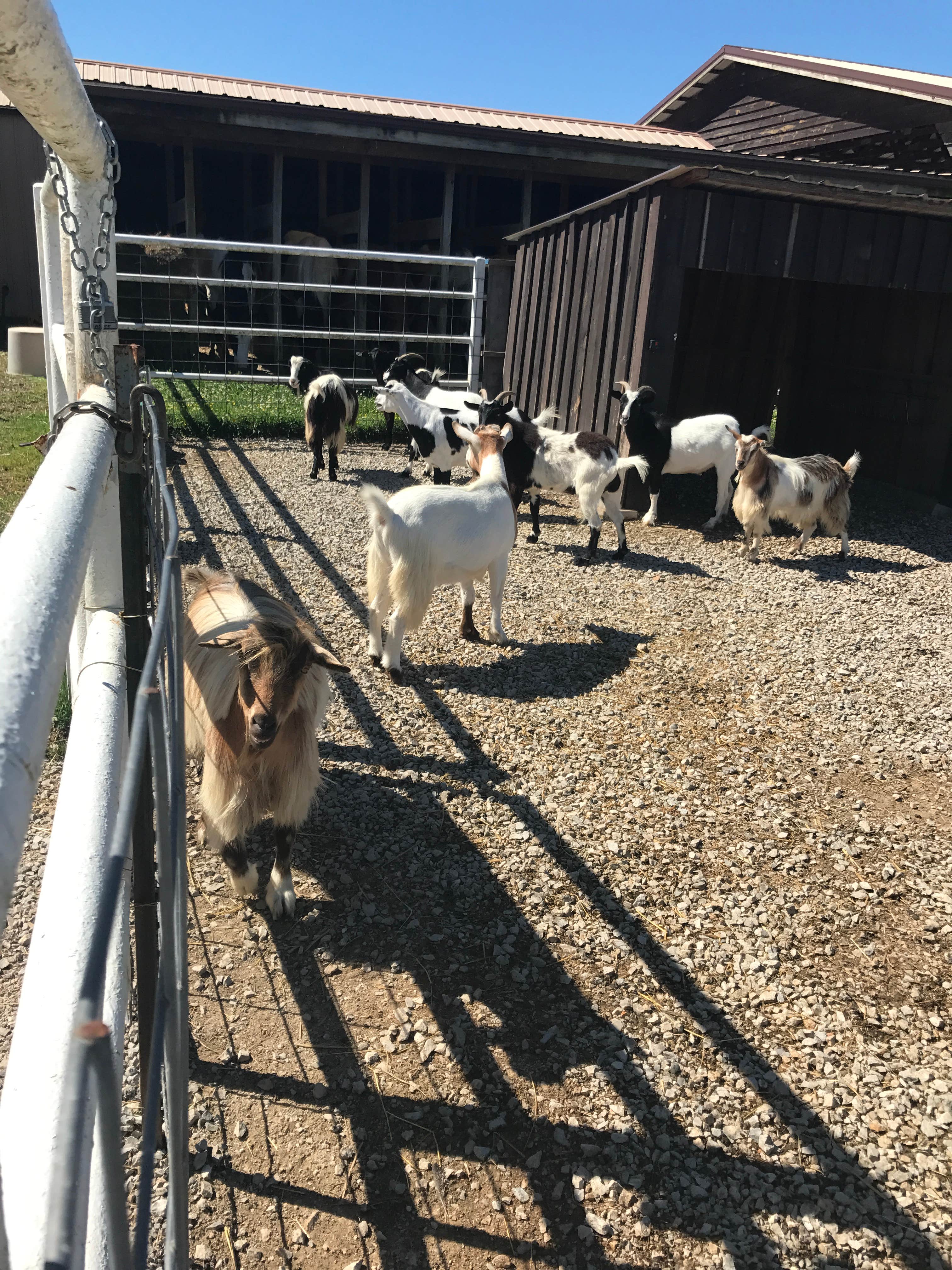 J K.'s photo of camping with pets at Blue Springs Ranch Campground & Canoe Rental near Stanton, MO