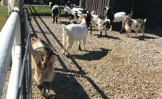 J K.'s photo of camping with pets at Blue Springs Ranch Campground & Canoe Rental near Gray Summit, MO