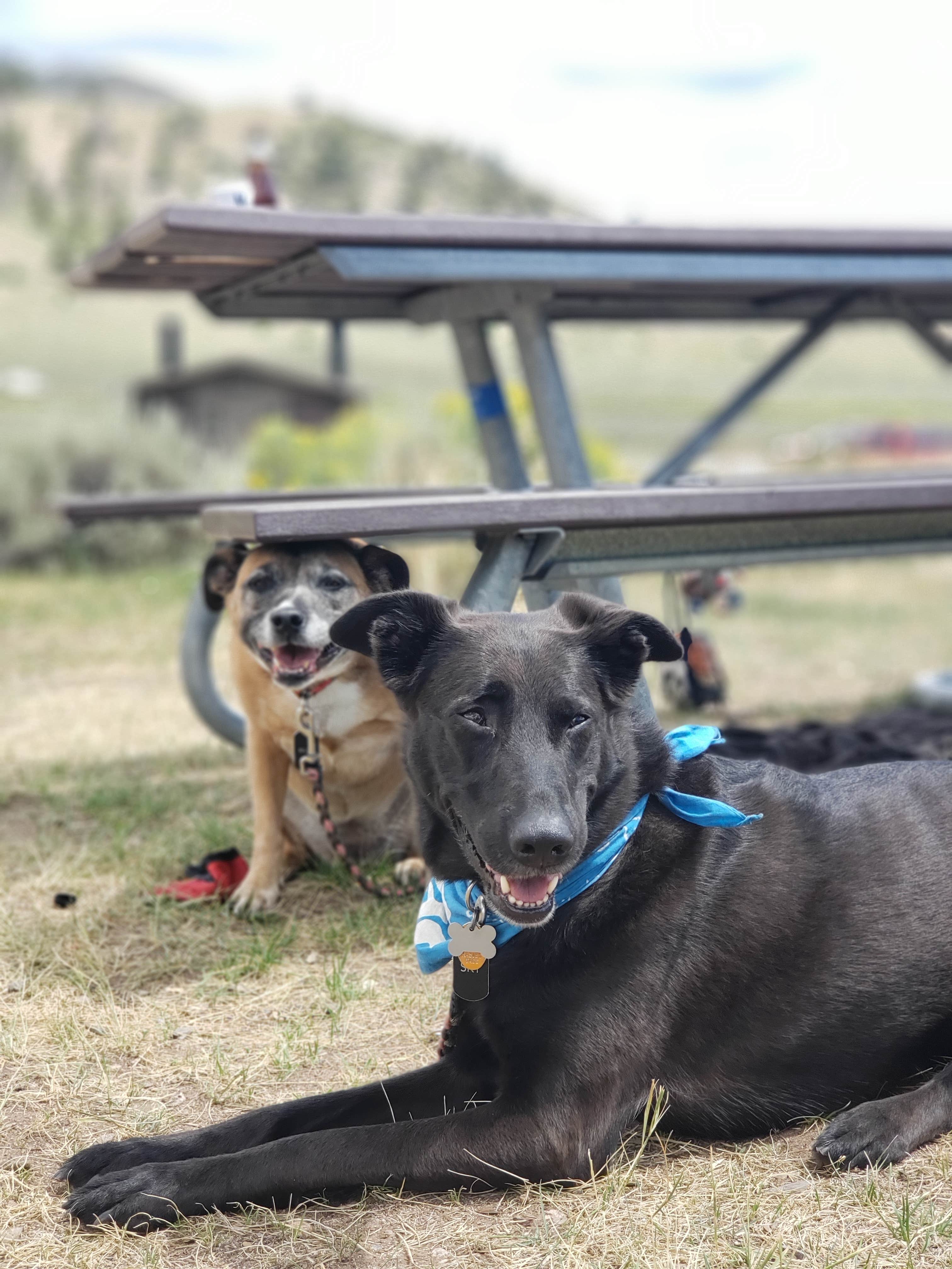 Kimmy and Kemar's photo of camping with pets at McDonald Flats Campground near Parshall, CO