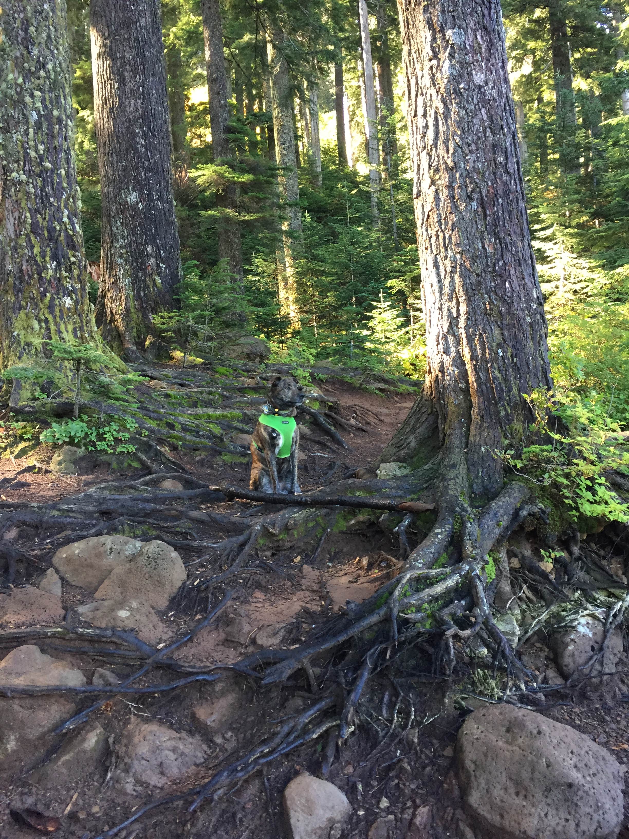 Camper-submitted photo at Wahtum Lake Campground near Corbett, OR