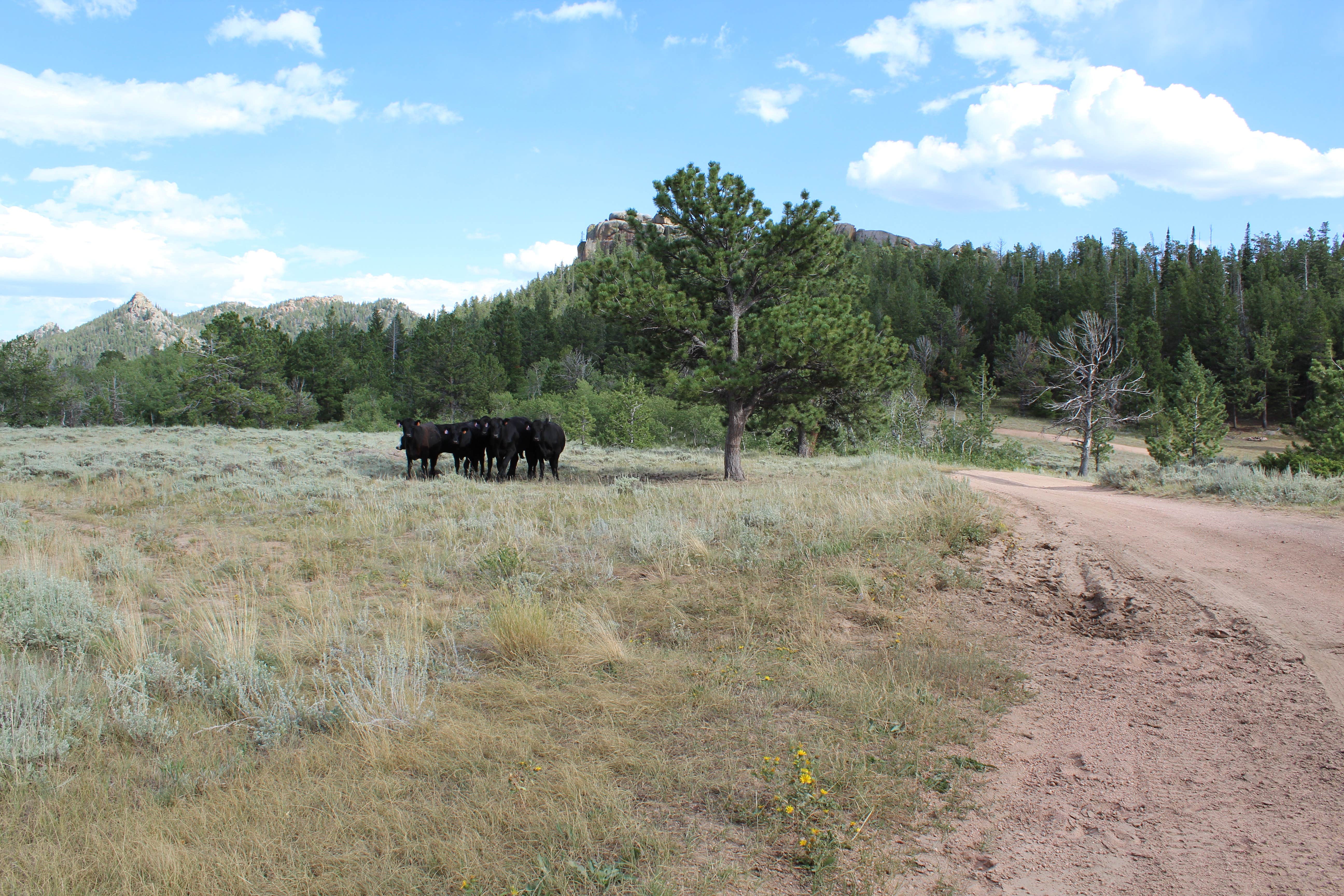 Camper-submitted photo at Upper Blaire Dispersed Camping near Buford, WY