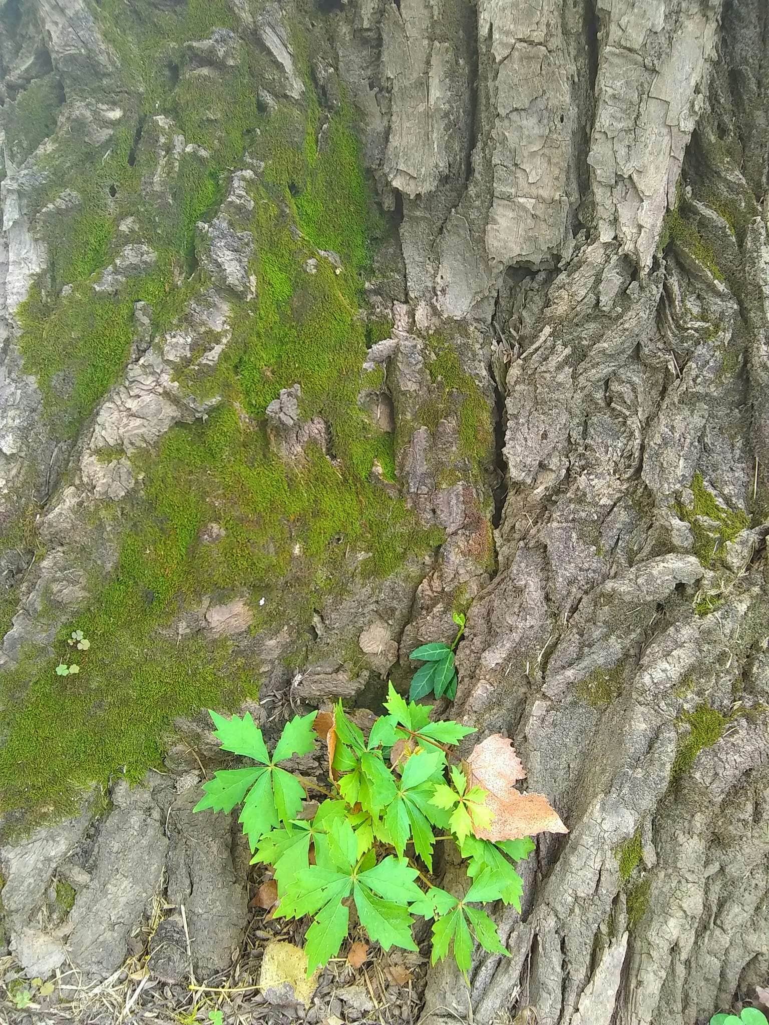 Camper-submitted photo at Baxter Springs Riverside Park near Miami, OK