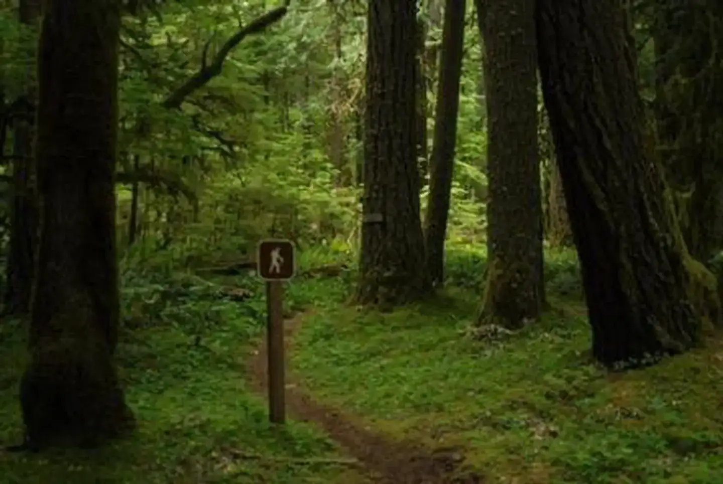 Camping near Gifford Pinchot National Forest Cat Creek Campground: North Fork Bear Group Camp — Gifford Pinchot National Forest, Randle, Washington