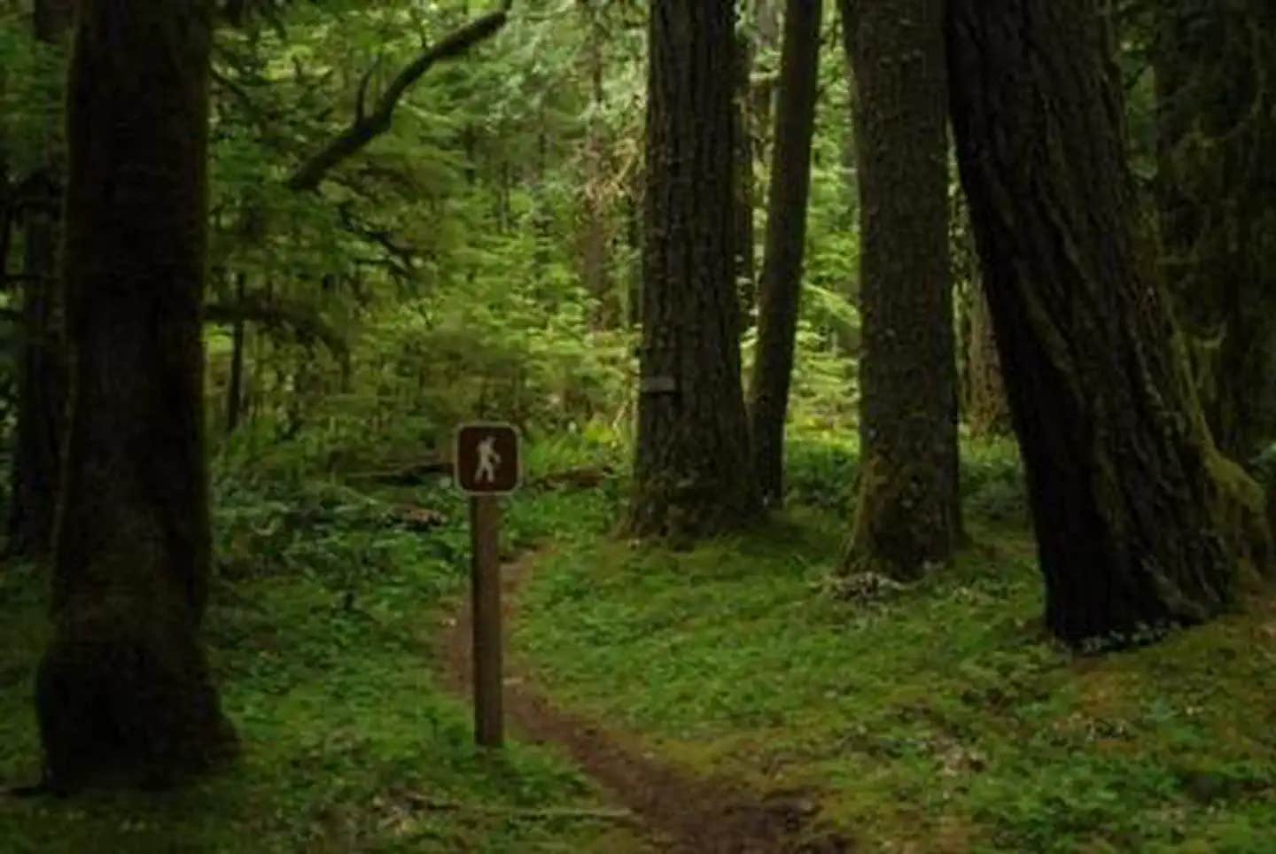 Camper submitted image from North Fork Bear Group Camp — Gifford Pinchot National Forest - 1