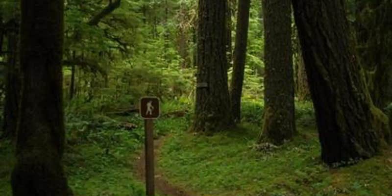 Camper submitted image from North Fork Bear Group Camp — Gifford Pinchot National Forest