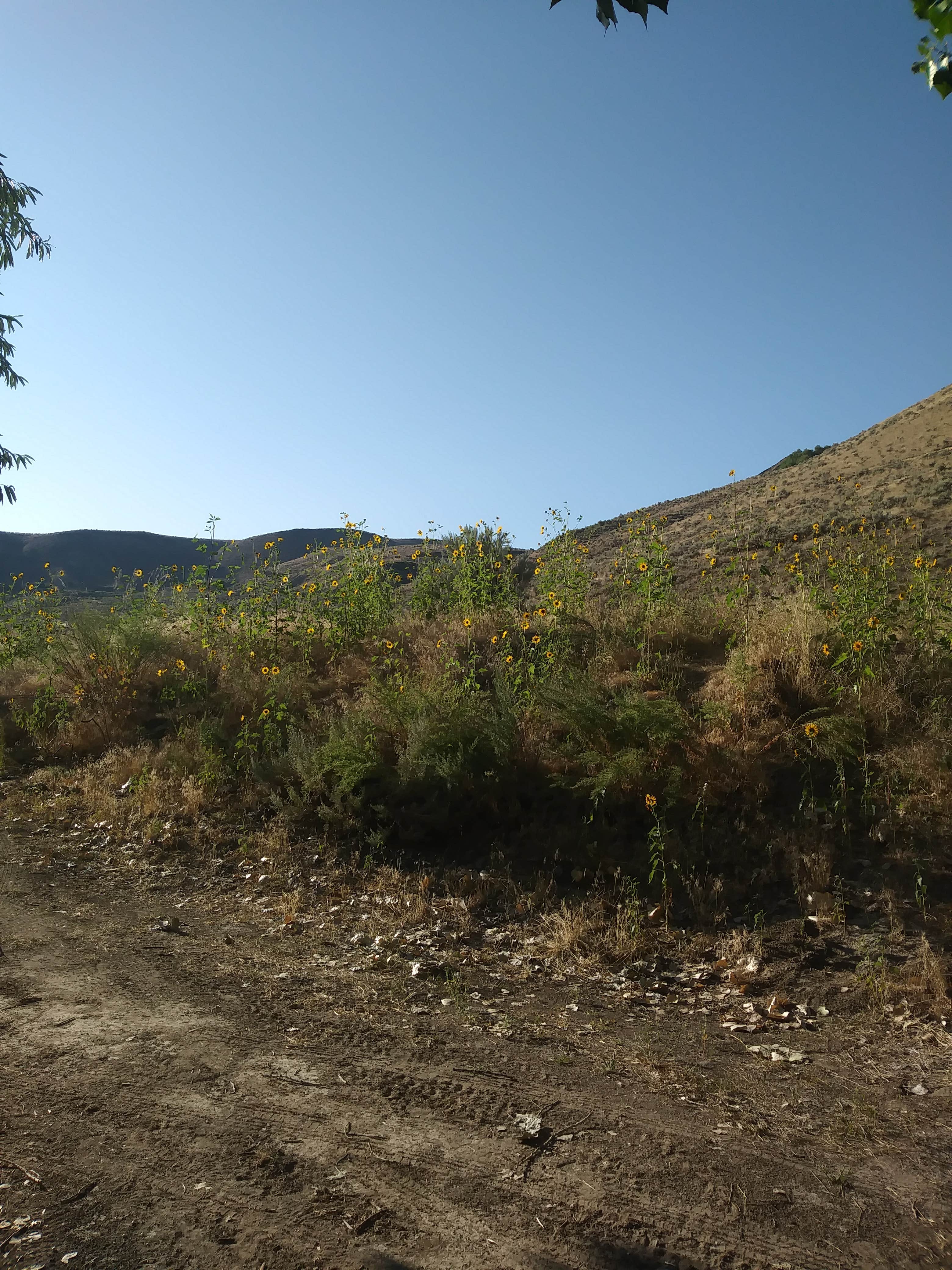 Camper-submitted photo at Owyhee River - Below Dam - Owyhee Dam Park near Star, ID