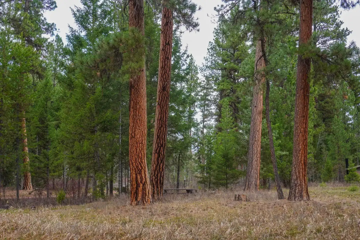Camper-submitted photo at Alta Campground near Shoup, ID
