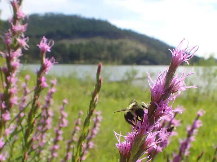 Camper submitted image from Sheridan North Cove Group Campground - 1