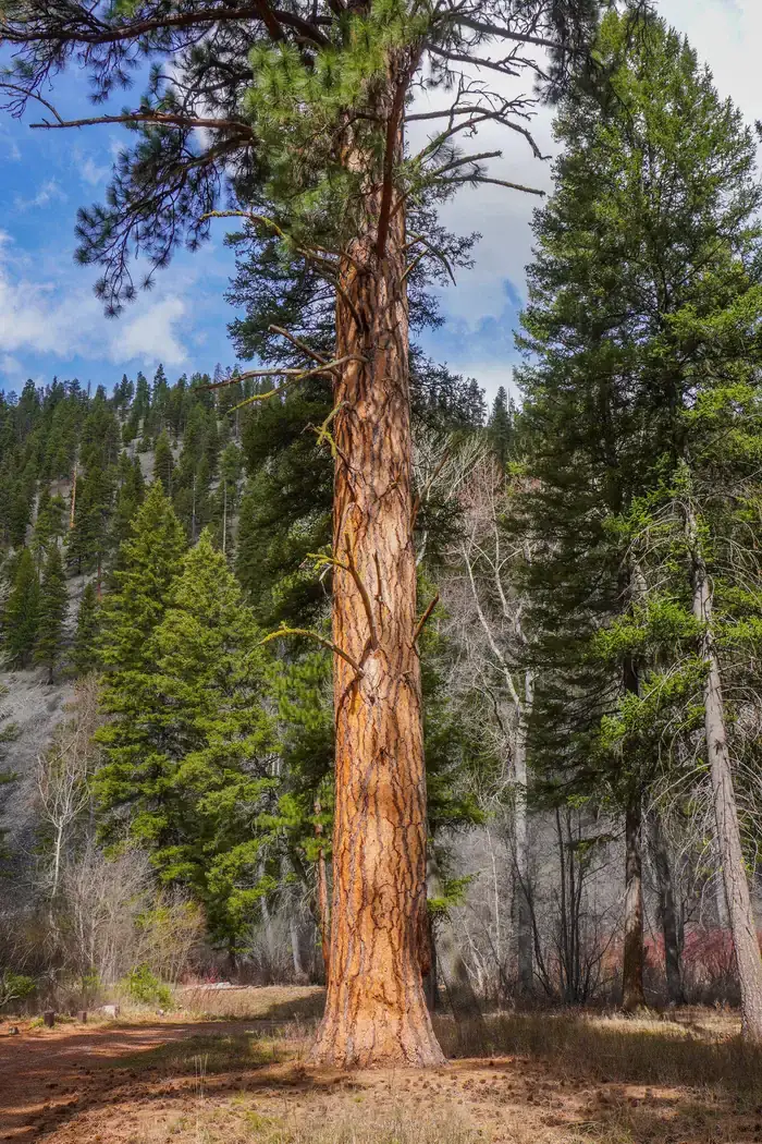 Camper-submitted photo at Alta Campground near Shoup, ID
