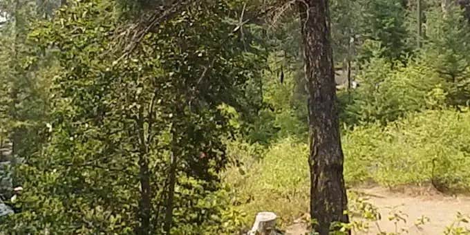 Camper submitted image from Pine Needle Group Site