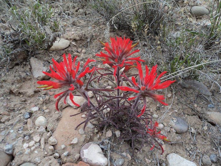 Camper submitted image from Split Mountain Group Campground — Dinosaur National Monument - 2