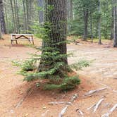 Review photo of Beech Hill Campground and Cabins by Jean C., August 19, 2019