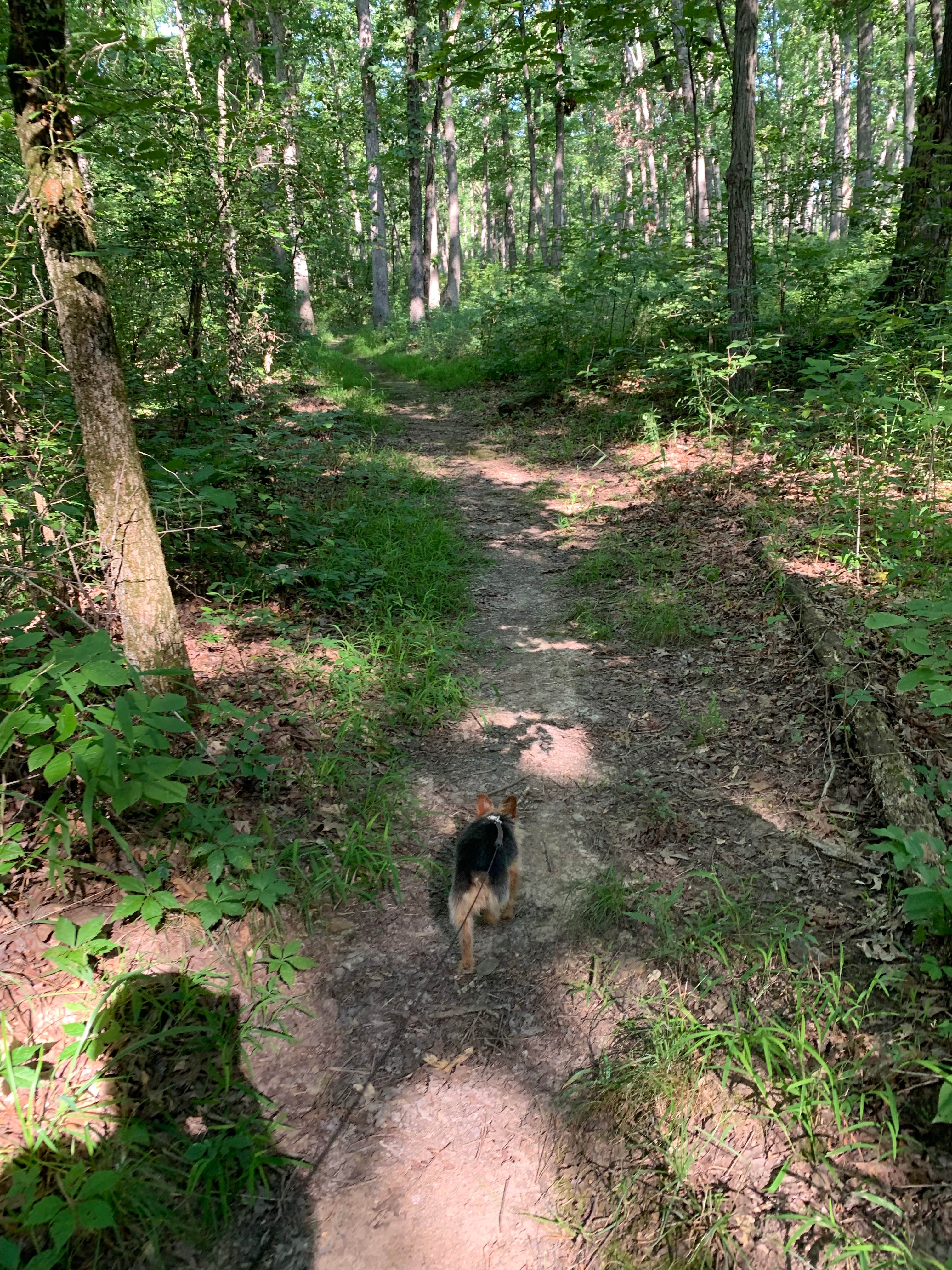 Missy D.'s photo of camping with pets at Cuivre River State Park Campground near Portage Des Sioux, MO