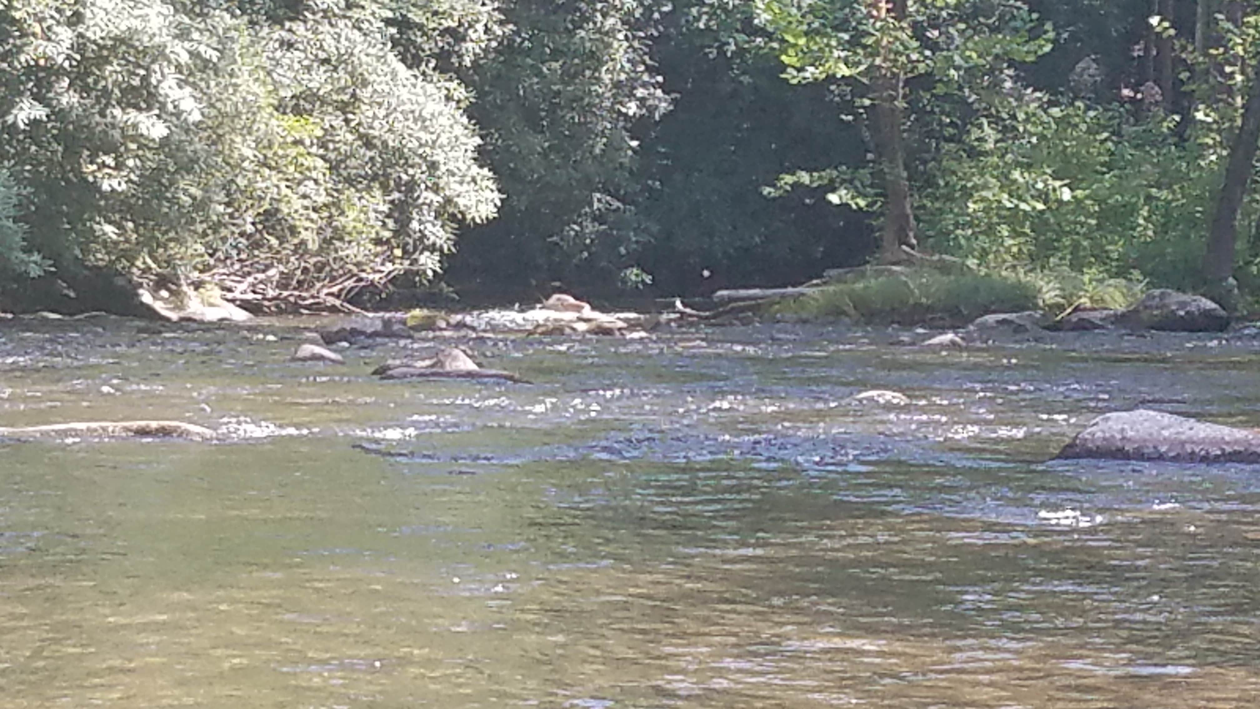 Camping near Double Island — Great Smoky Mountains National Park: Smokey Mountain Campground, Almond, North Carolina