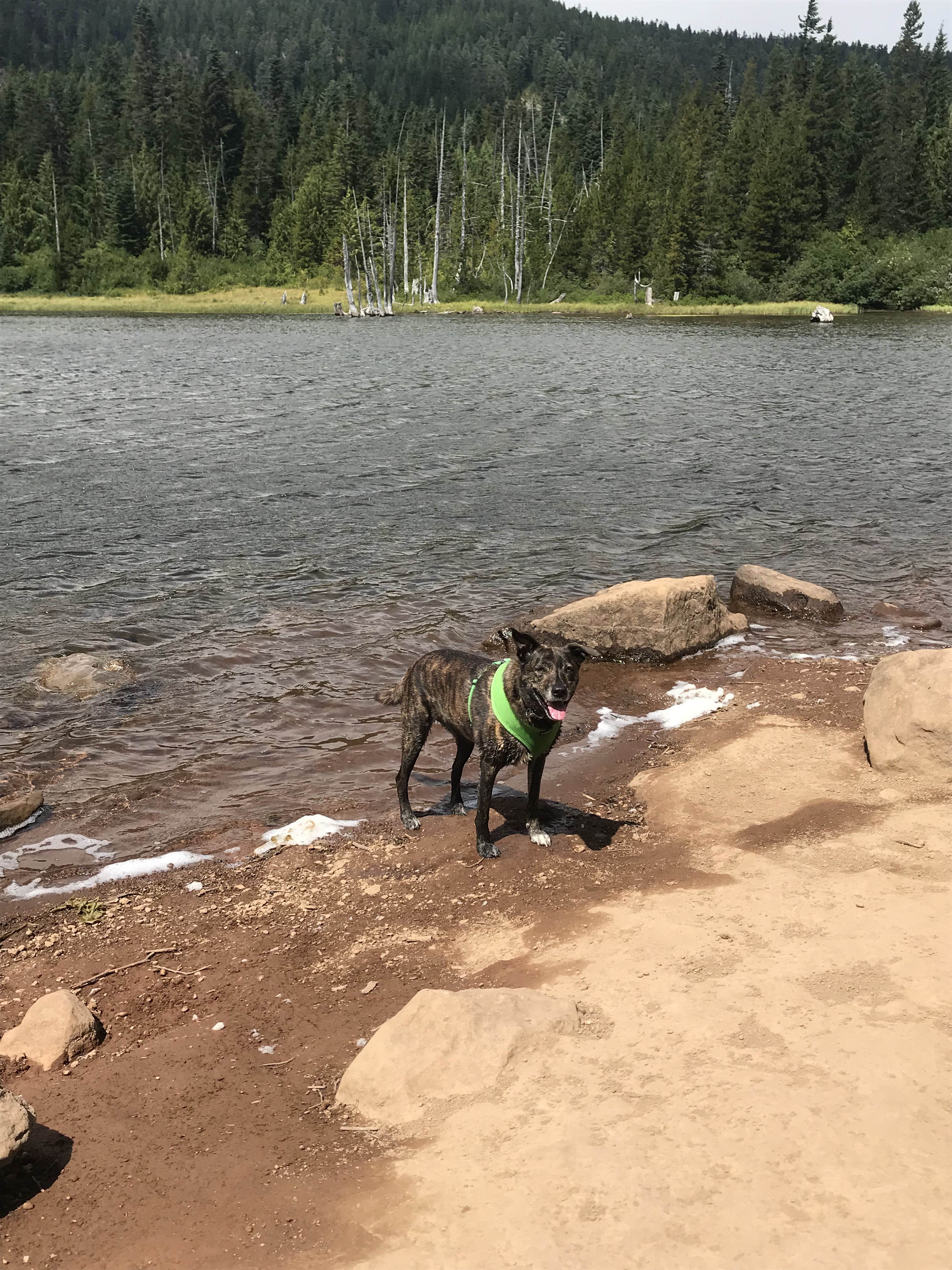 Sarah S.'s photo of camping with pets at Rainy Lake Campground near Hood River, OR