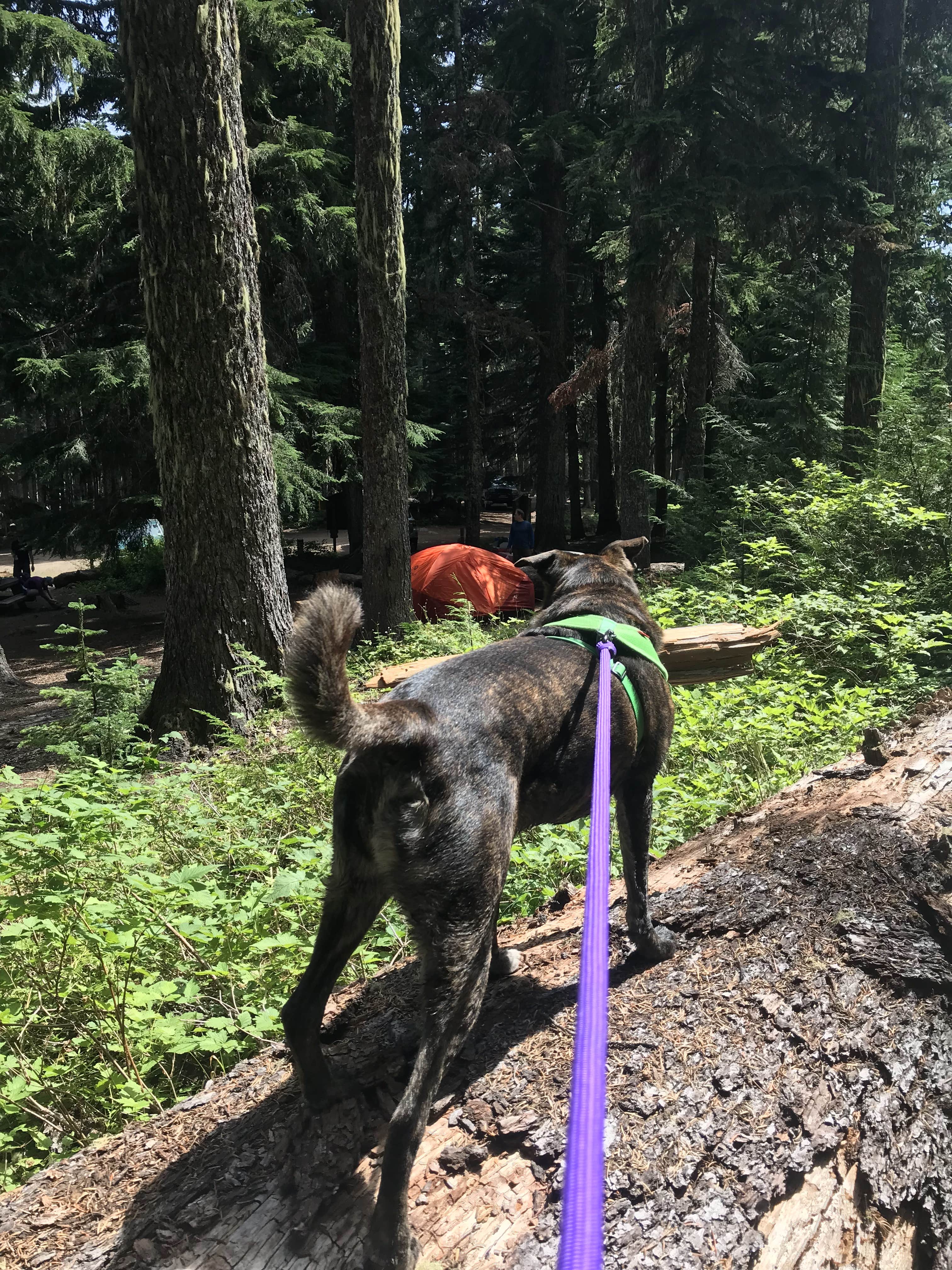Sarah S.'s photo of camping with pets at Rainy Lake Campground near Multnomah Falls, OR