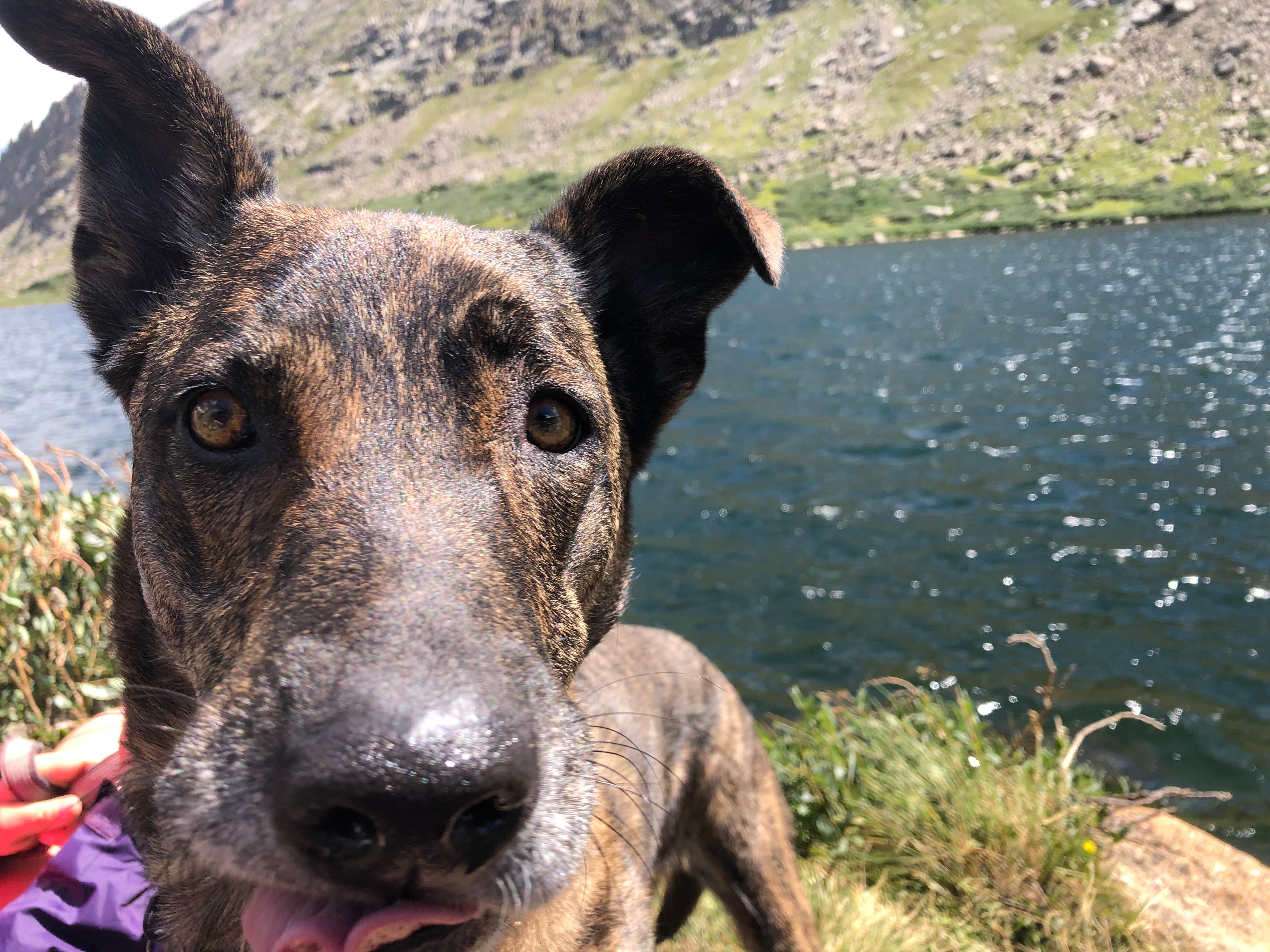 Kristi R.'s photo of camping with pets at Echo Lake Campground near Silver Plume, CO