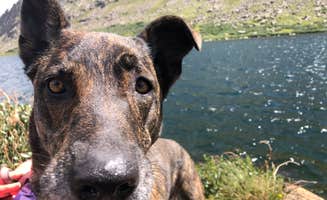 Kristi R.'s photo of camping with pets at Echo Lake Campground near Georgetown, CO