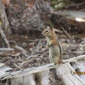 Review photo of East Portal Campground at Estes Park by Jennifer G., August 19, 2019