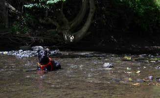 The Dyrt's photo of camping with pets at Mini Yosemite in the Hudson Valley near Lagrangeville, NY