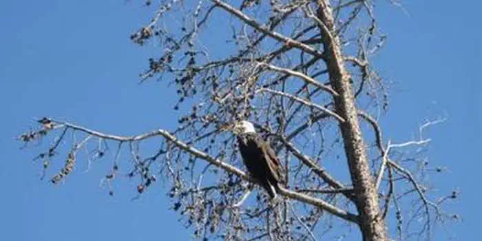 Camper submitted image from Big Creek Lakes Campground
