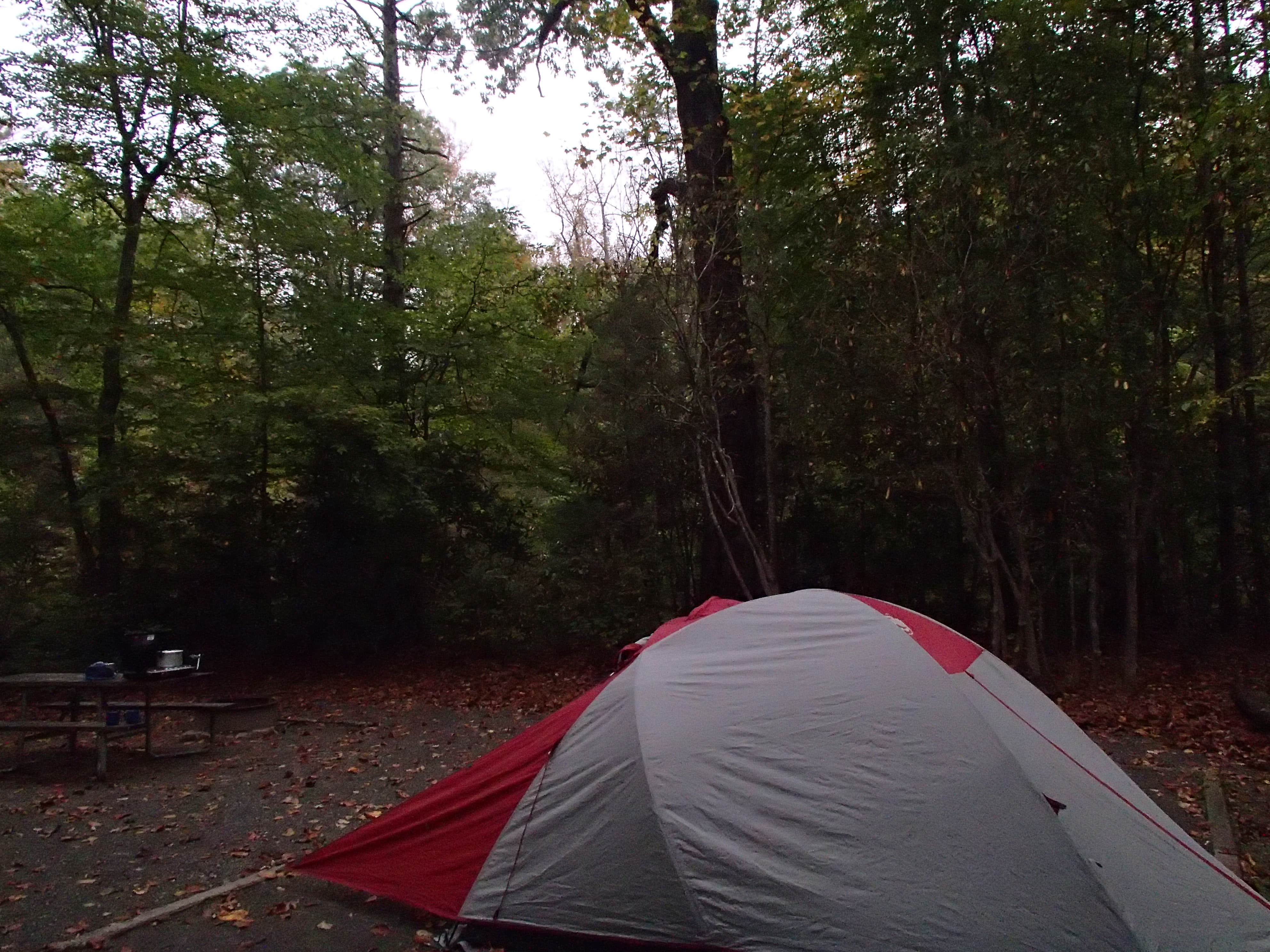 Dave V.'s photo at Davidson River Campground near Horse Shoe, NC