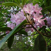 Review photo of Jessie M. Honeyman Memorial State Park Campground by Ryan W., August 19, 2019