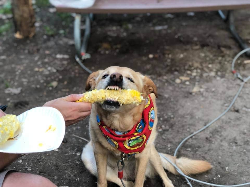 Cory W.'s photo of camping with pets at Young State Park Campground near Central Lake, MI