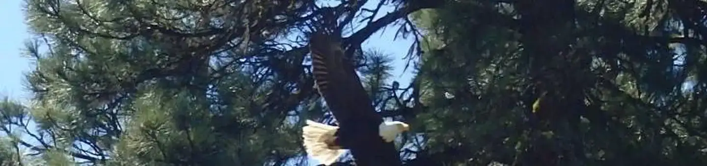 Camper-submitted photo at Cottonwood Campground (WA) near Yakima, WA