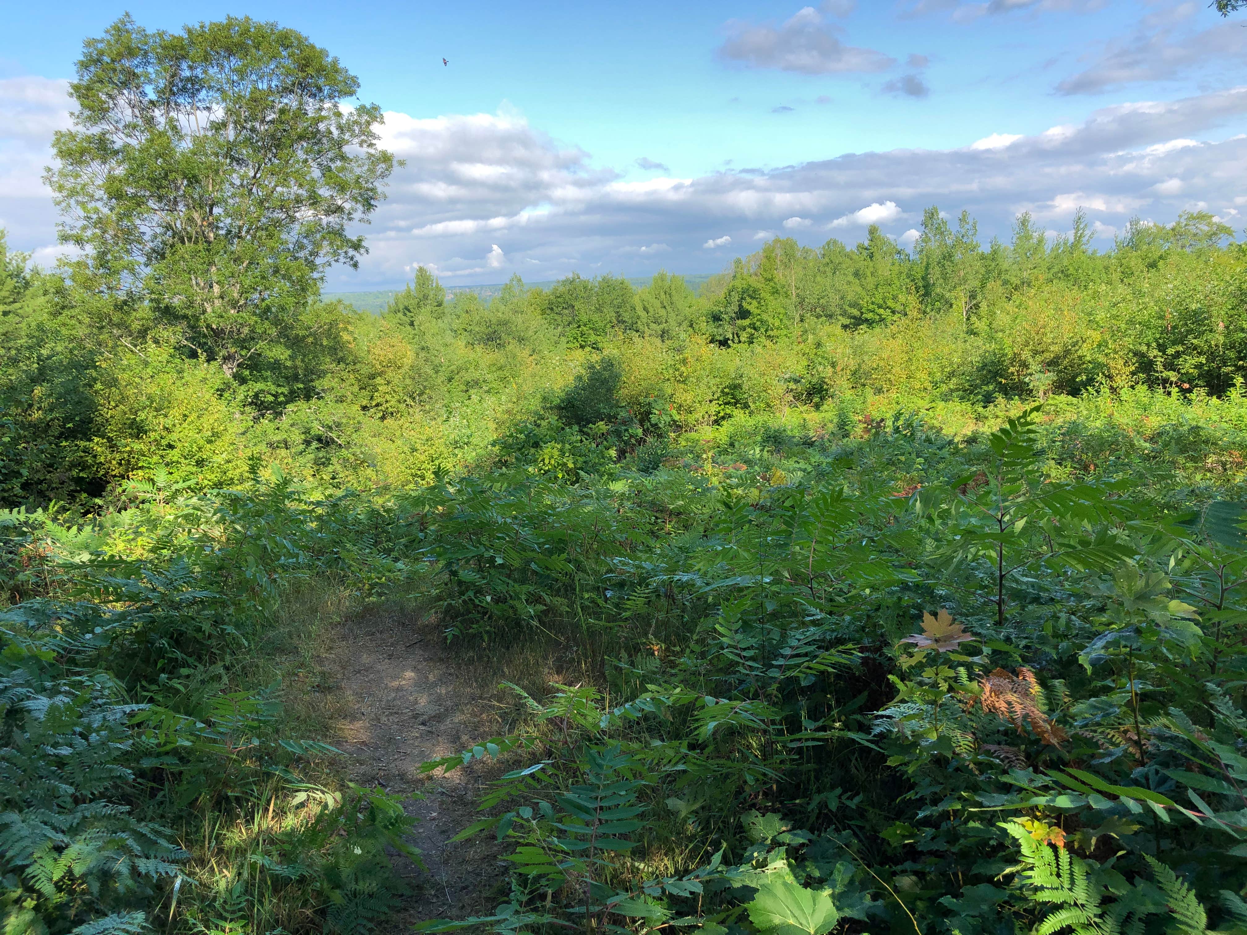 Camper-submitted photo at Pickerel Lake (Otsego) State Forest Campground near Johannesburg, MI