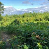 Review photo of Pickerel Lake (Otsego) State Forest Campground by Kate K., August 20, 2019