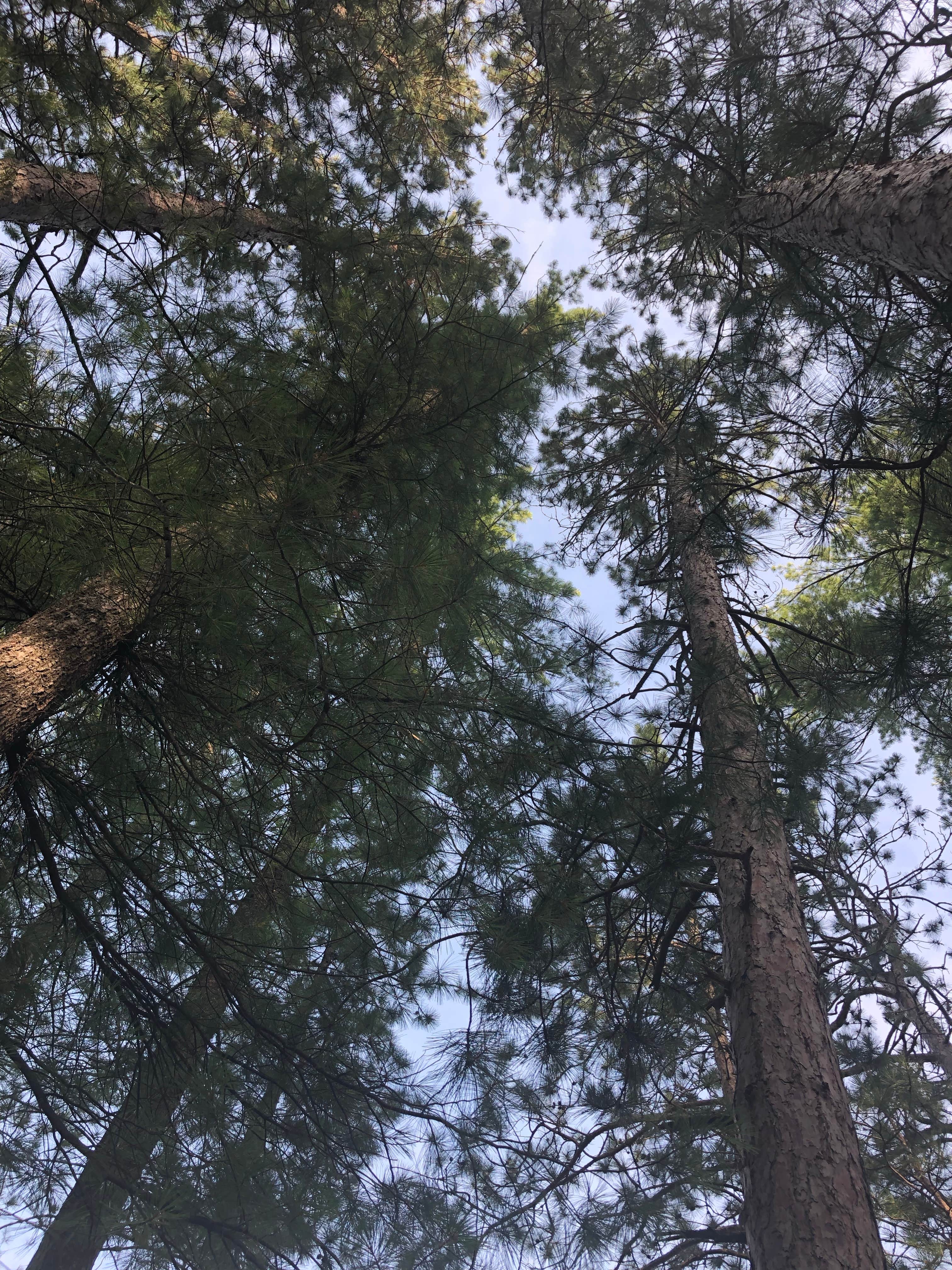 View All