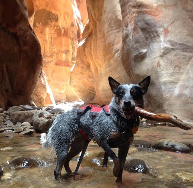 Molly G.'s photo of camping with pets at Red Ledge RV Park in Utah
