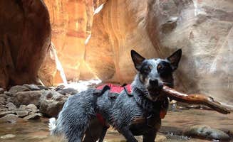 Molly G.'s photo of camping with pets at Red Ledge RV Park near Enterprise, UT
