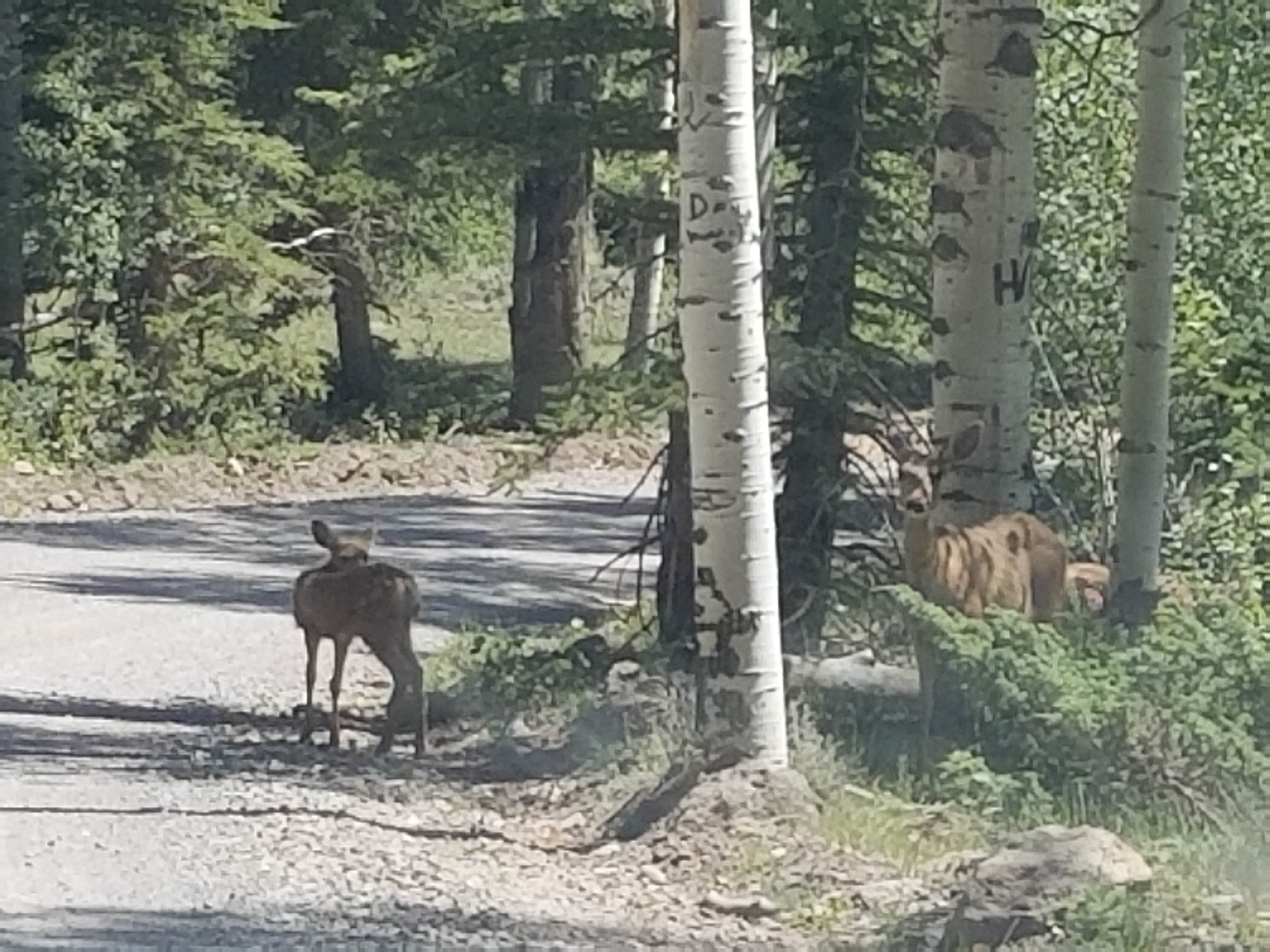 Camper-submitted photo at Black Flat Cua Dispersed near Sigurd, UT