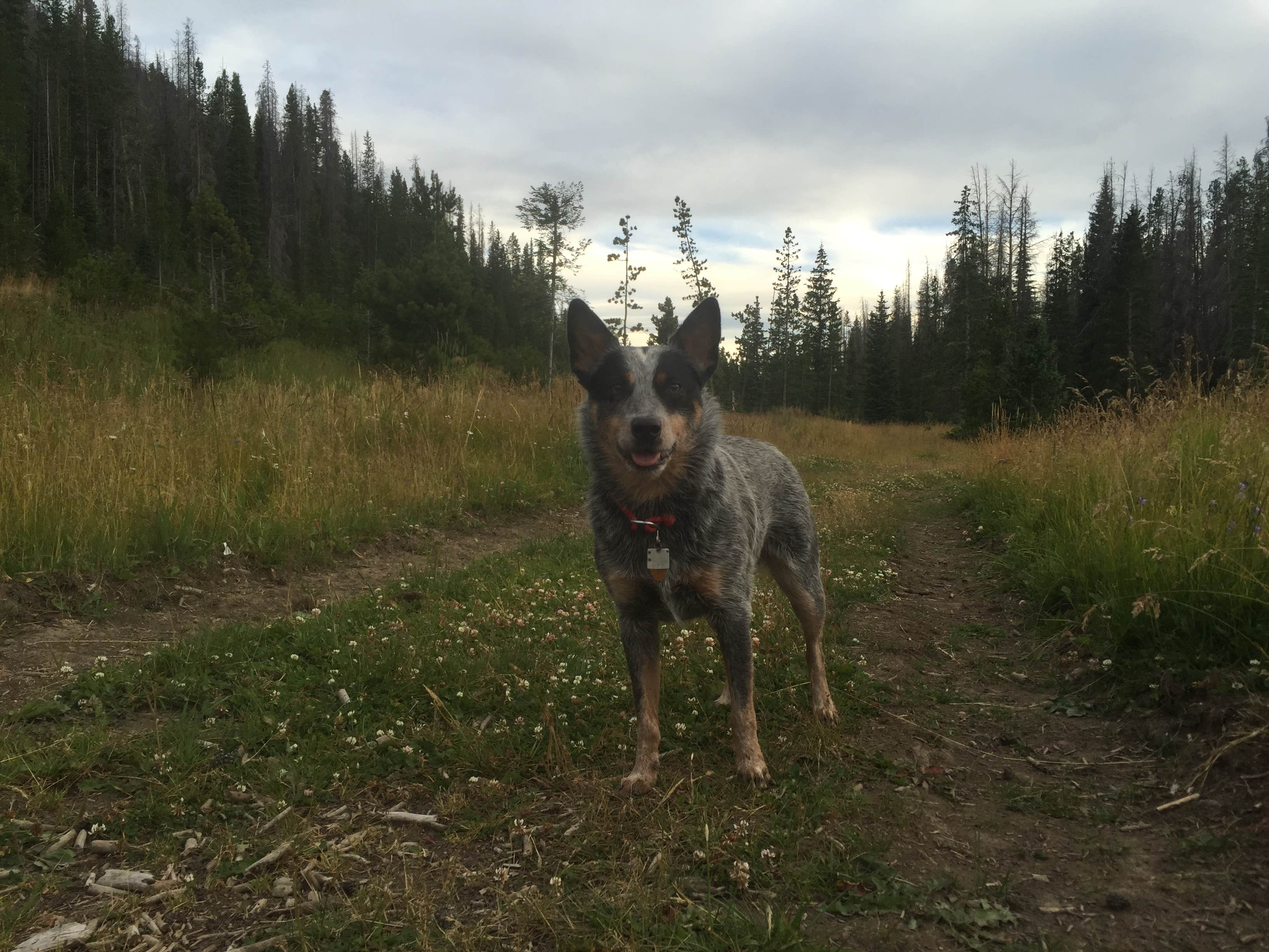 Molly G.'s photo of camping with pets at Moraine Park Campground — Rocky Mountain National Park near Firestone, CO