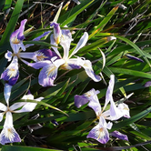 Review photo of Cape Blanco State Park Campground by Ryan W., August 20, 2019