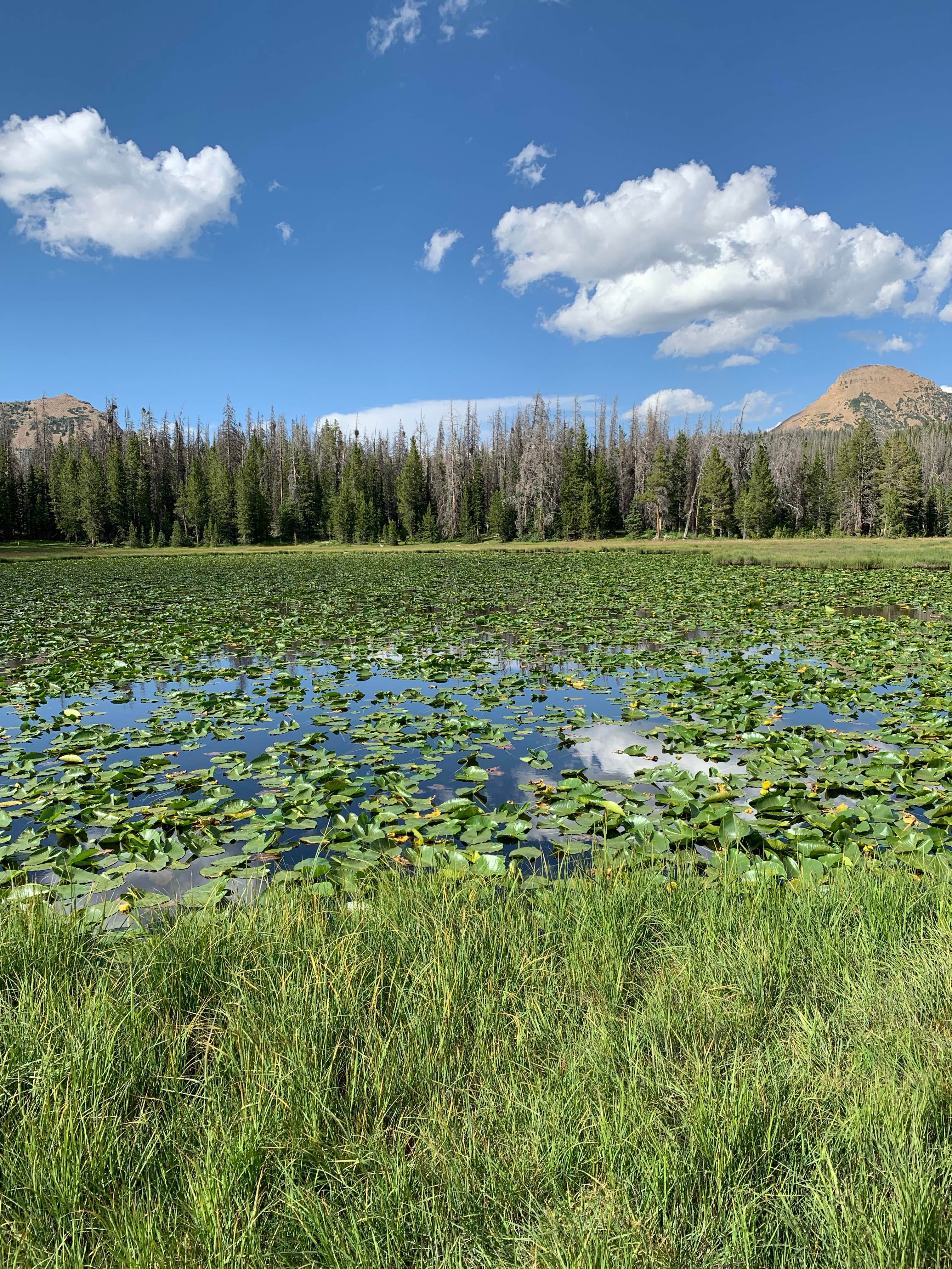 Camper submitted image from Lilly Lake Campground — Uinta Wasatch Cache National Forest - 1