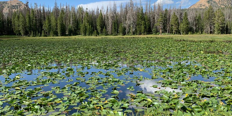 Camper submitted image from Lilly Lake Campground — Uinta Wasatch Cache National Forest