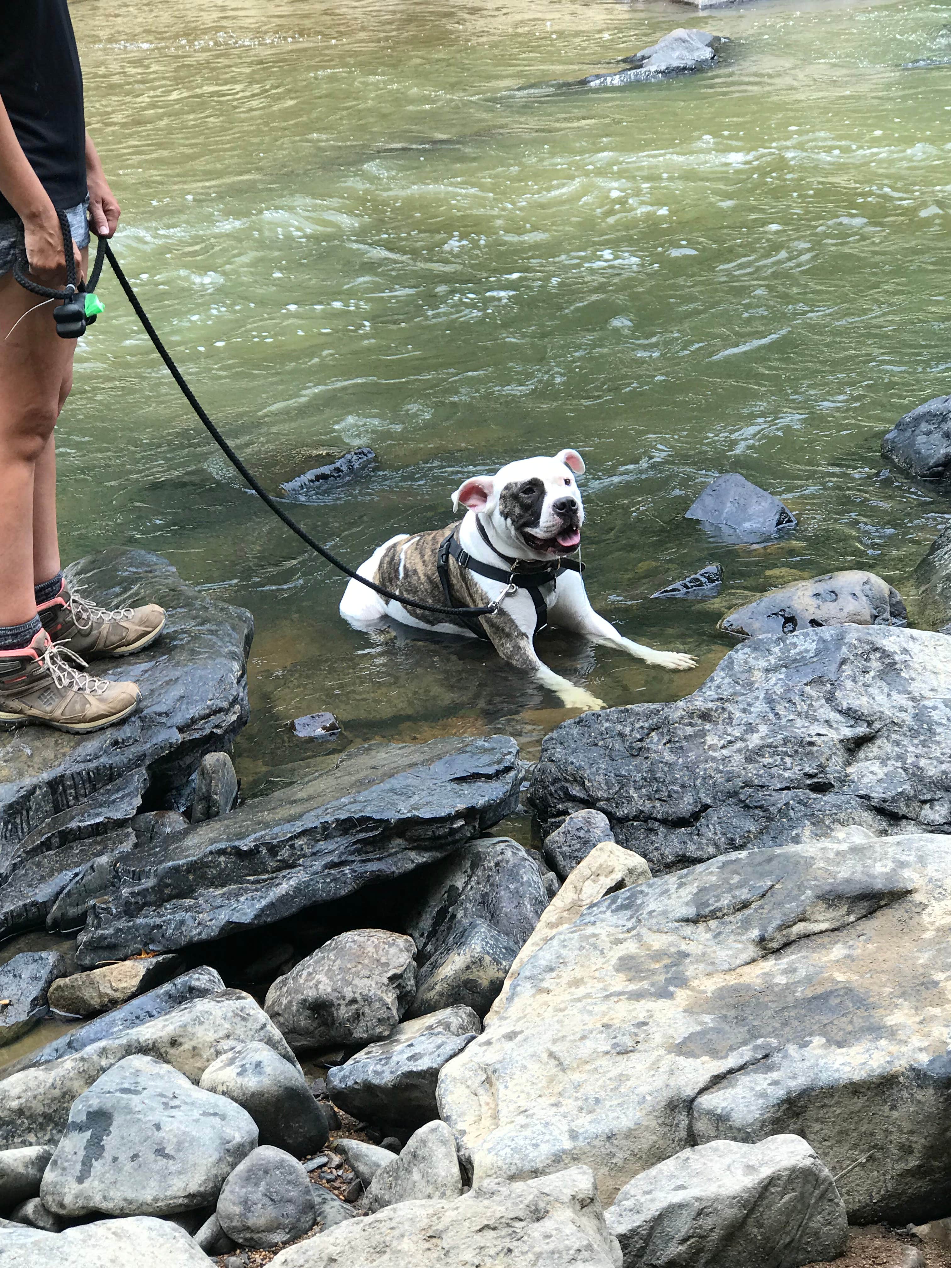 Kristen D.'s photo of camping with pets at Swallow Falls State Park Campground near Terra Alta, WV