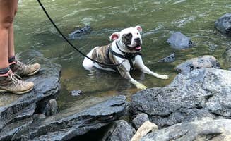 Kristen D.'s photo of camping with pets at Swallow Falls State Park Campground near Paw Paw, WV