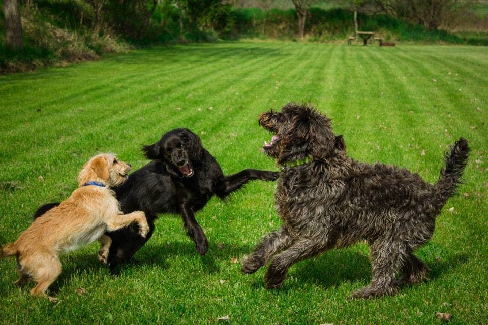 Camper-submitted photo at Everflowing Waters Campground near South Boardman, MI
