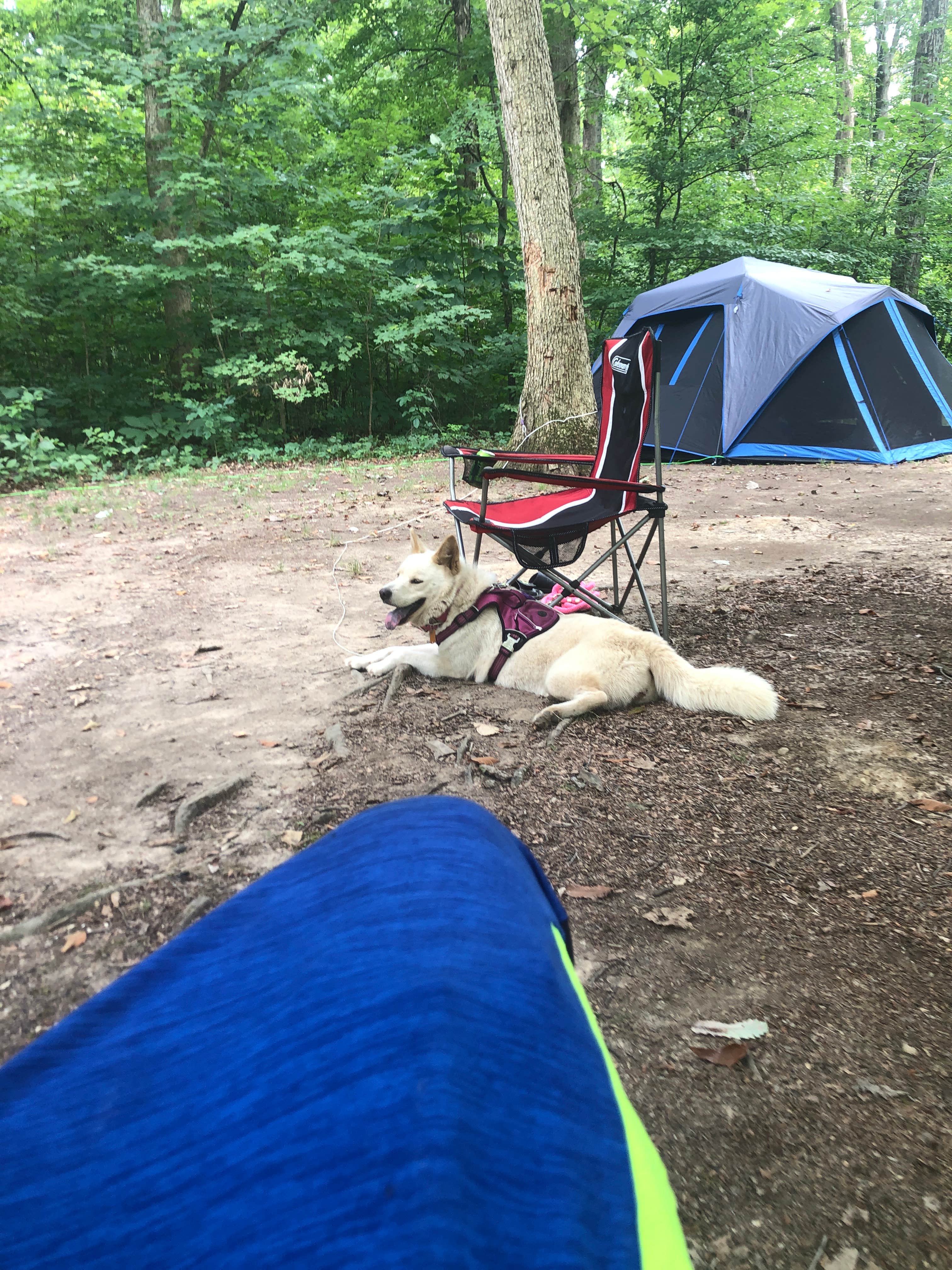Chad R.'s photo of camping with pets at Cowan Lake State Park Campground near Springboro, OH