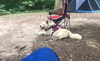 Chad R.'s photo of camping with pets at Cowan Lake State Park Campground near Paint Creek Lake