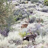 Review photo of Mt. Charleston Dispersed by Whitney W., August 16, 2019