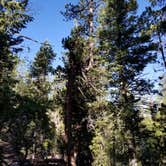 Review photo of Mt. Charleston Dispersed by Whitney W., August 16, 2019