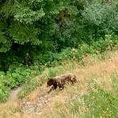 Review photo of Many Glacier Campground — Glacier National Park by Brandi M., August 20, 2019