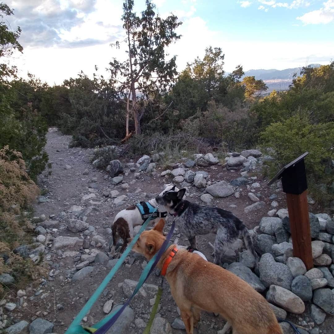 Jason L.'s photo of camping with pets at Mosca Campground near Great Sand Dunes National Park And Preserve