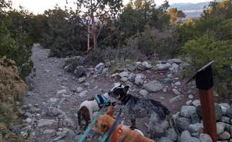 Jason L.'s photo of camping with pets at Mosca Campground near Great Sand Dunes National Park And Preserve