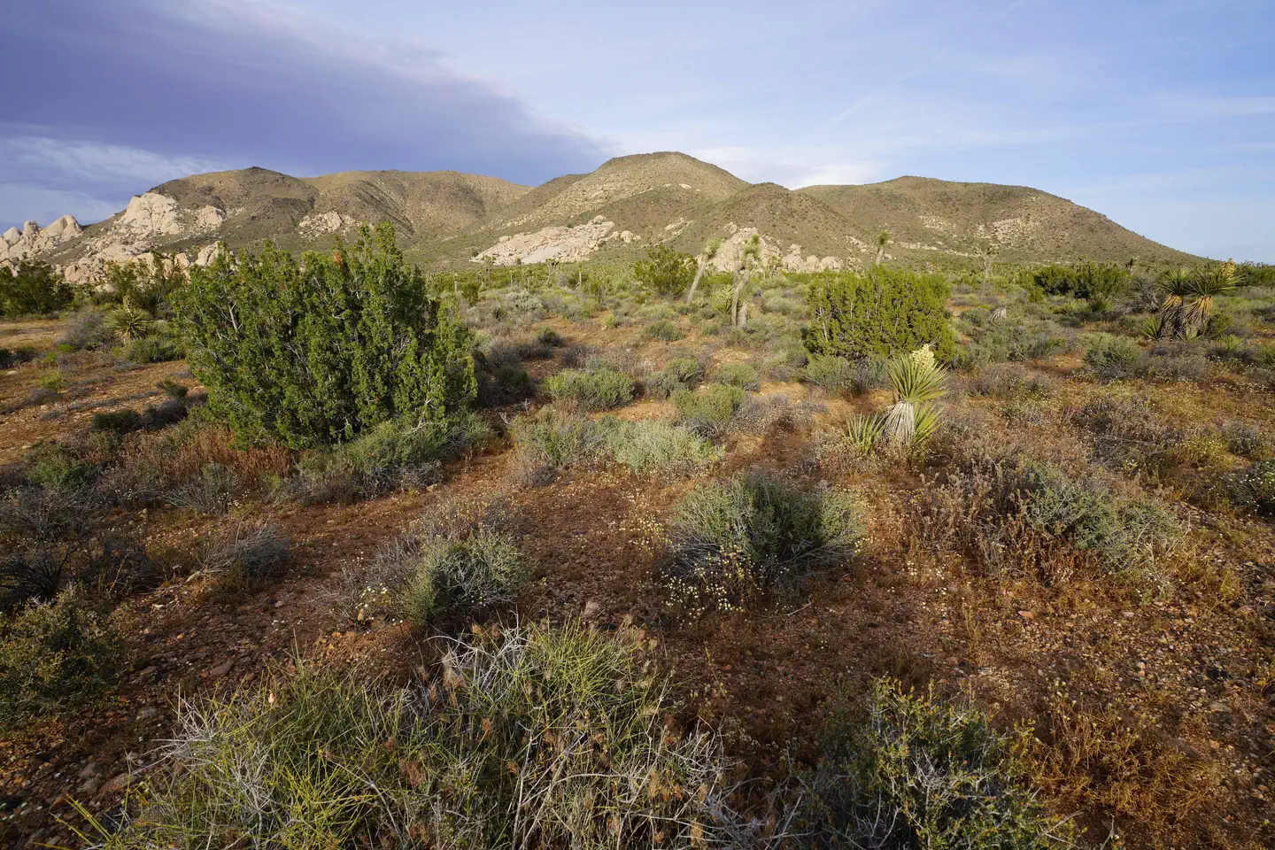 Camper-submitted photo at Ryan Campground — Joshua Tree National Park near Twentynine Palms, CA